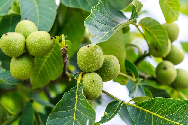 Planta orgánica fresca de cerca Agricultura de nueces de verano verde