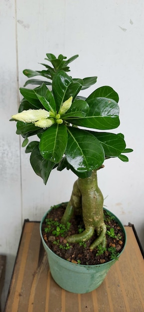 Planta ornamental Adenium con hojas verdes y flores blancas plantadas en una maceta