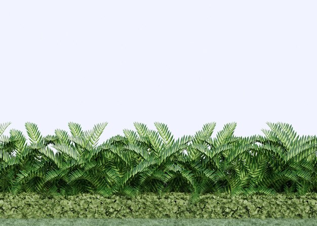 Planta ornamental como pequeño arbusto seto.