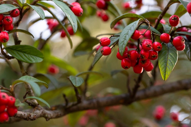 Planta ornamental Cotoneaster coriaceus com frutas vermelhas e fundo de outono folhagem verde escuro com bagas vermelhas