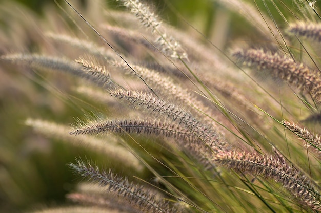 Planta ornamental de grama-fonte no jardim