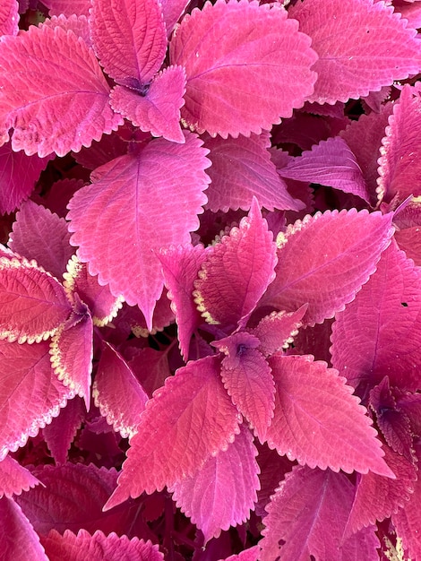 planta ornamental folhoso vermelho.