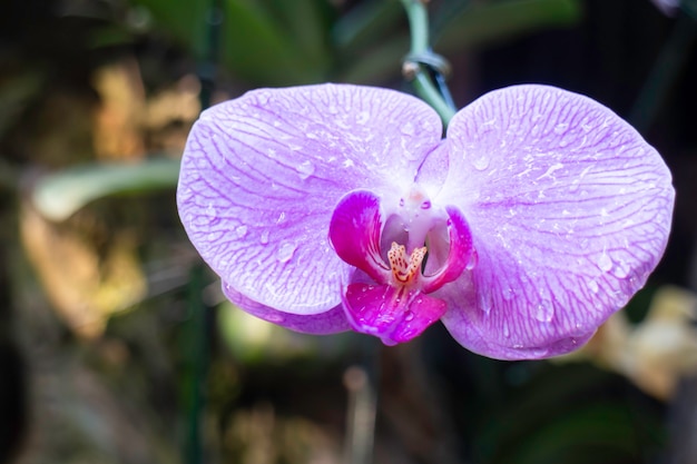 Planta ornamental en el jardín.