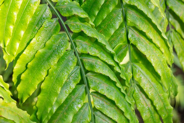 Planta ornamental en el jardín.