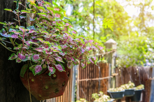 Foto la planta ornamental en la maceta colgada en la pared.