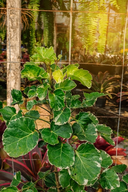 Planta ornamental no jardim da natureza com raio de luz.