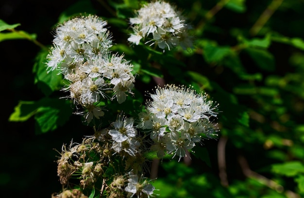 Planta ornamental Oakleaved Spirea en hierba de primer plano