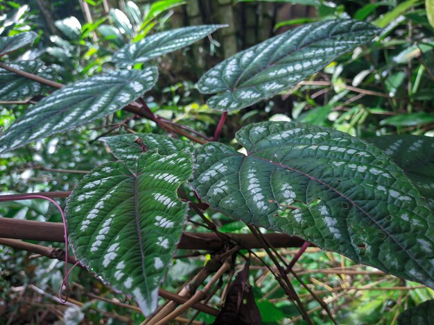 La planta ornamental del palacio de betel es un tipo de vid