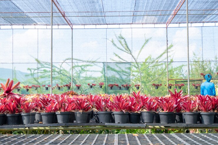 Foto planta ornamental popular