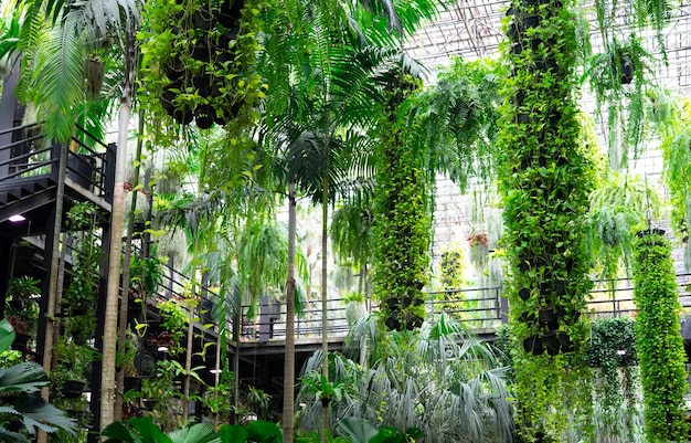 Planta ornamental verde en cestas colgantes Plantas en decoración de macetas colgantes en un jardín encantador Cuidado