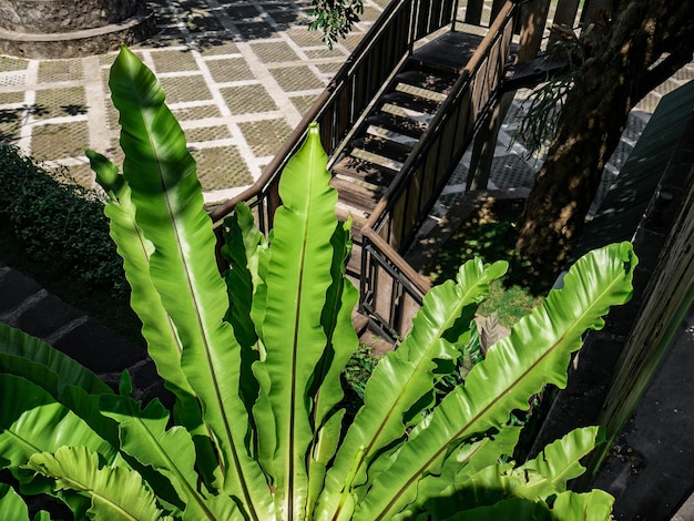 planta ornamental verde con grandes hojas cónicas