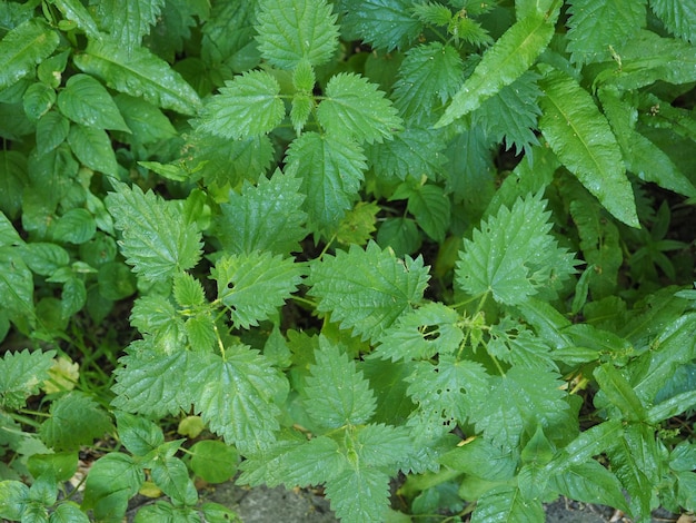 Planta de ortiga (Urtica)