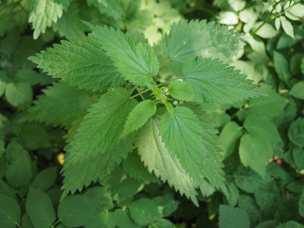 Planta de ortiga (Urtica)