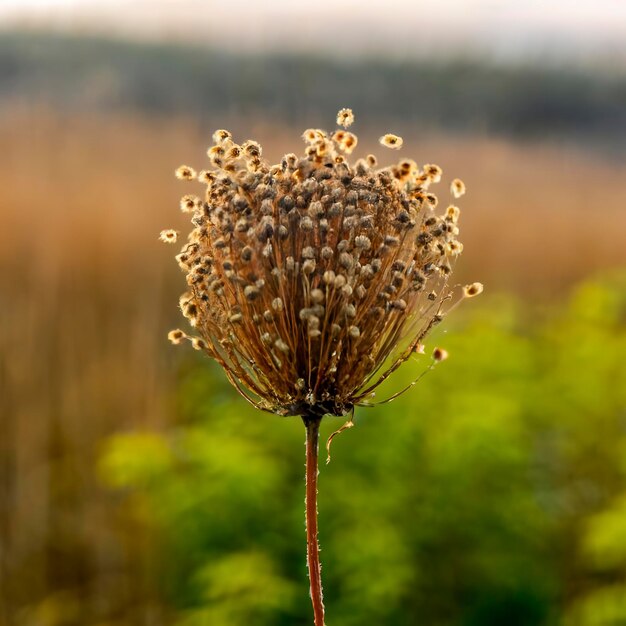 Planta de otoño con semillas de algodón soplado por el viento