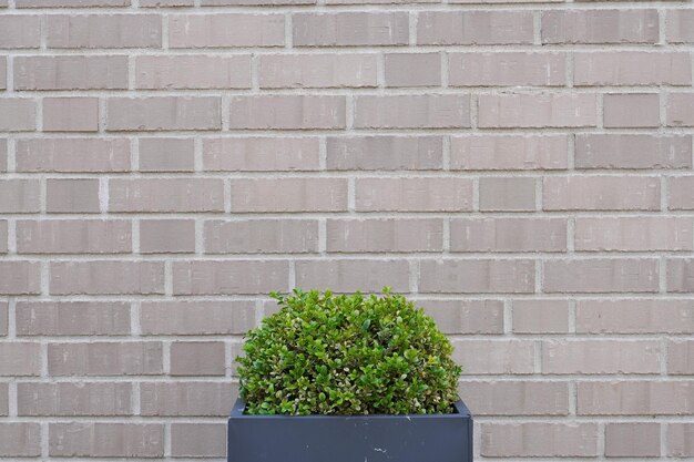 Foto planta ou arbusto em vaso em frente a uma parede de tijolos cinzentos com espaço para cópias