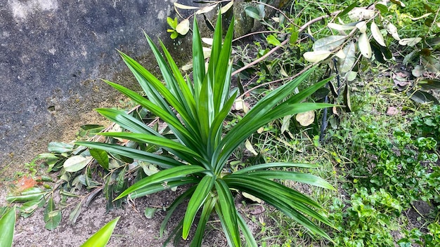 Foto una planta pandan con hojas verdes y una hoja verde en hábitat natural