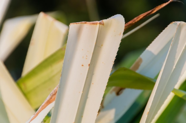 Planta Pandanus Odorifer em um jardim no Rio de Janeiro