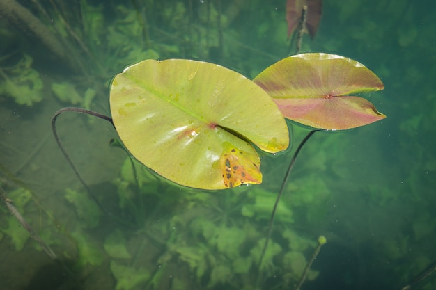 Planta pantanosa