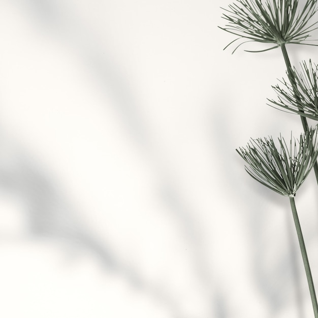 Planta de papiro fresco png transparente
