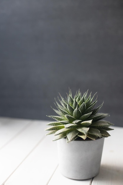 Planta para casa em vaso cinza sobre fundo branco de madeira aloe vertical formato cópia espaço