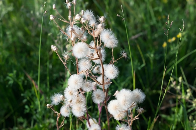 Foto planta con paracaídas como diente de león brocha de afeitar de cupido