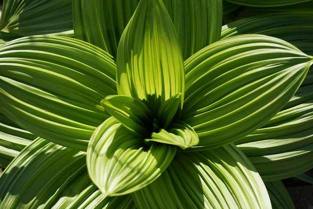 Planta parecida a una flor verde