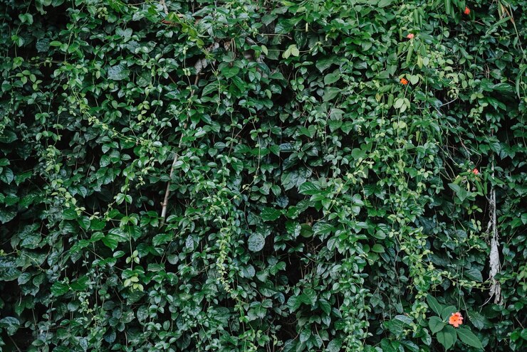 Planta de pared de hiedra trepadora