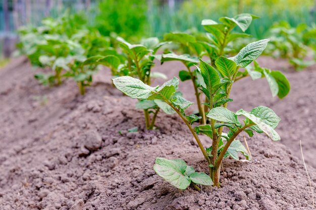 La planta de patata Un arbusto de arbustos en el suelo