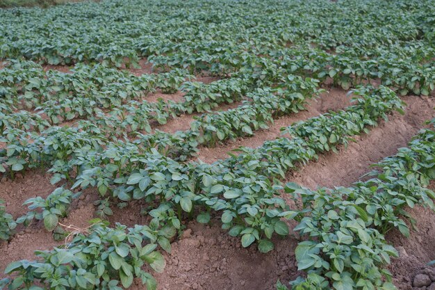 planta de patata en el campo