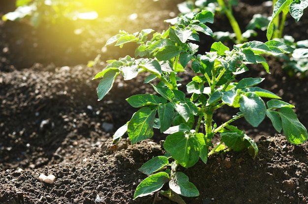 Planta de patata joven que crece en el suelo Arbusto de patata en el jardín