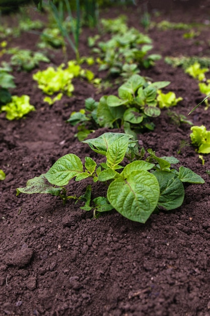 Planta de patata joven sana en jardín orgánico.