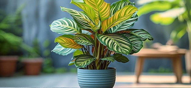 planta de pavo real calathea en una olla