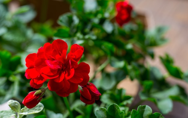 Planta Pelargonium com flores vermelho-escuras, planta anti-séptica natural que limpa o ar. Closeup Pelargonium peltatum estacas conhecidas como gerânio em cascata, jardinagem urbana na varanda do apartamento