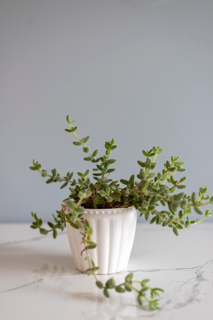 Foto planta de pepinillo delosperma echinatum en una maceta de cerámica blanca