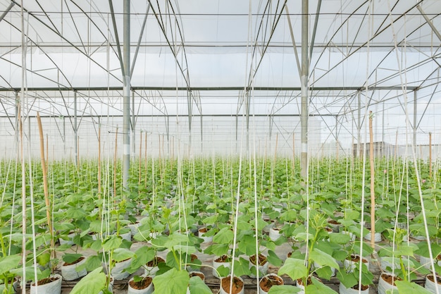 planta de pepino creciendo en invernadero