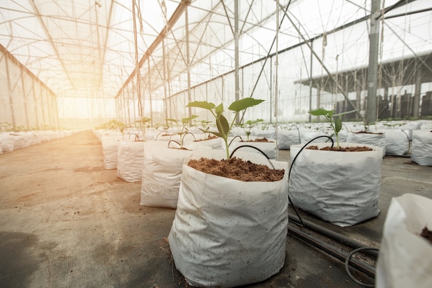 planta de pepino creciendo en invernadero