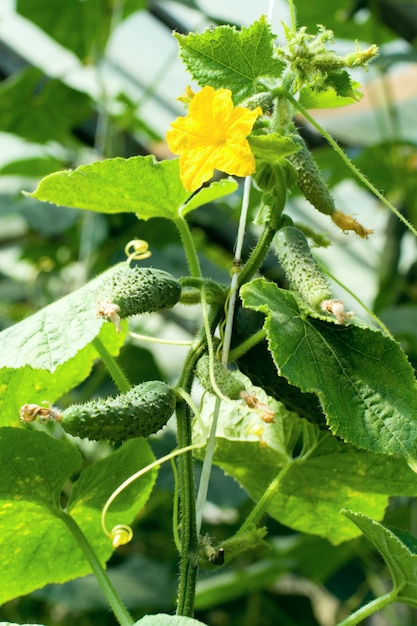 Planta de pepino joven en invernadero