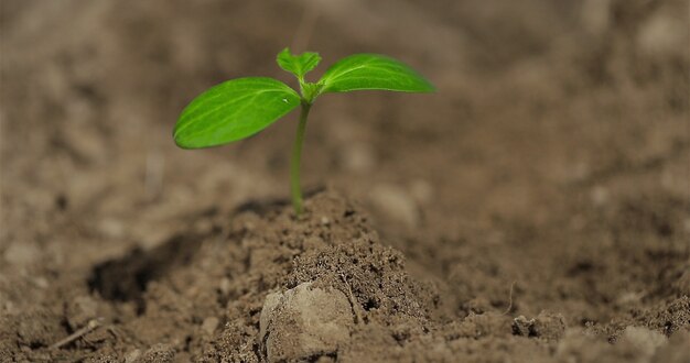 Foto planta de pepino, siembra de hortalizas, manos de negocios agrícolas de un agricultor mientras planta una planta en un concepto de agricultura ecológica de huerto