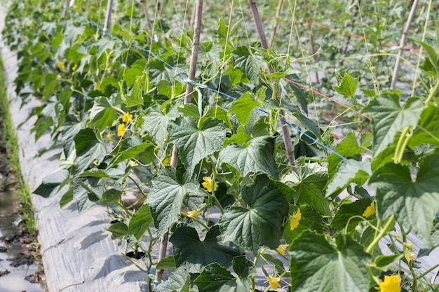 planta de pepino verde crece en el campo