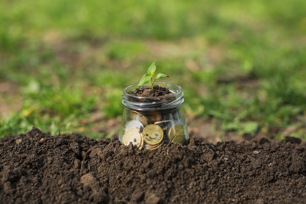 Planta pequena com moedas