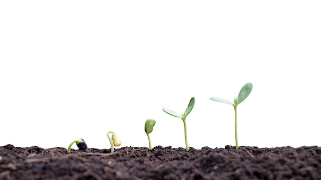 Foto planta pequena crescendo no solo em um fundo branco.