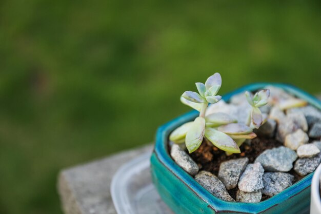 Una planta pequeña en un recipiente azul con guijarros a un lado.