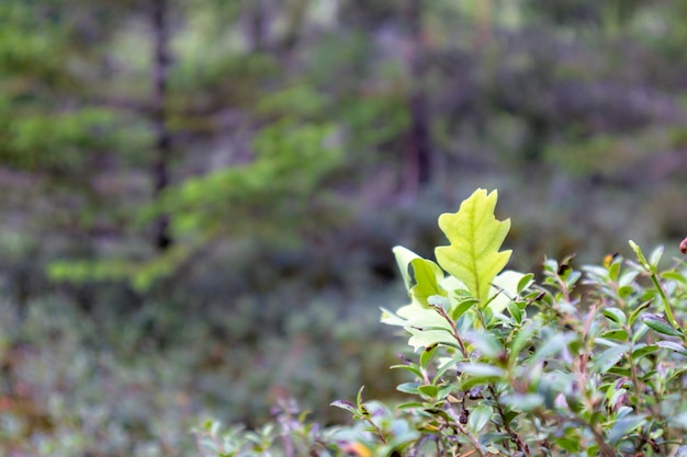 una planta pequeña y verde sobre un fondo de bosque borroso