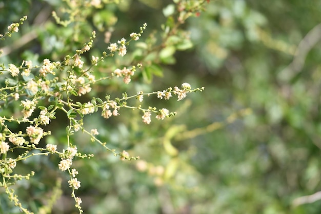 Una planta con pequeñas flores blancas