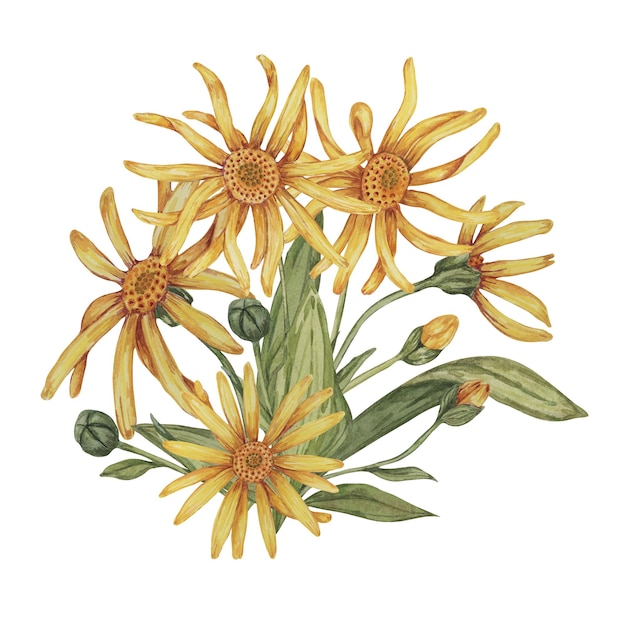Planta perene de arnica montana em aquarela