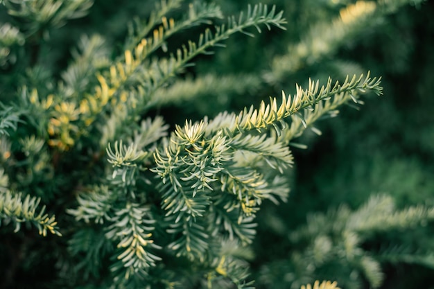 Planta perene de teixo agulhas finas e curtas acinzentadas imagem de fundo parcialmente desfocada de taxus baccata ao sol