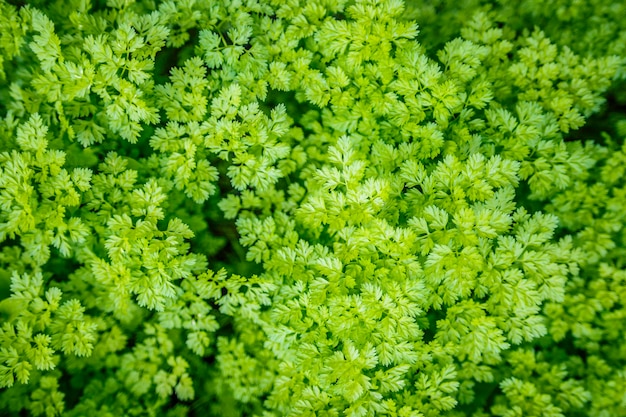 Planta de perifollo verde en un huerto.