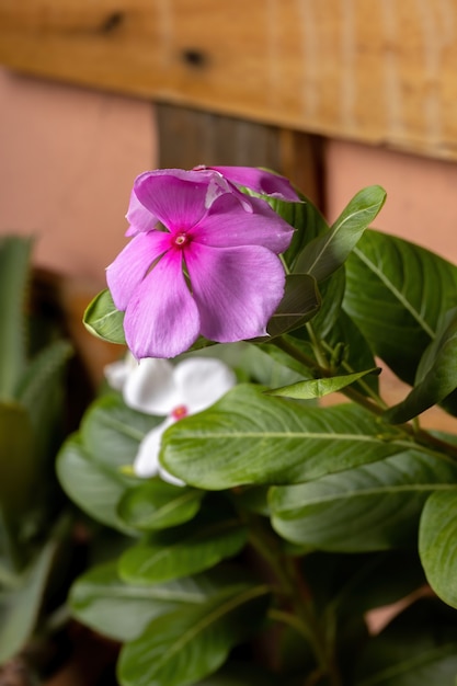 Planta pervinca de Madagascar da espécie Catharanthus roseus