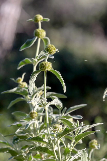 Planta phlomis fruticosa cresce nas montanhas