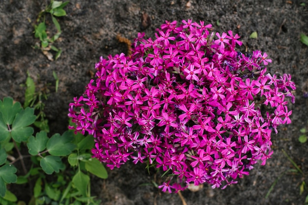 Planta phlox en forma de punzón Muchas flores rosadas Fondo de naturaleza de verano